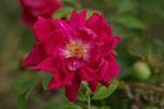 Alsterufer rose photo
