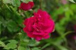 Alsterufer rose photo