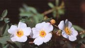 R. iliensis rose photo
