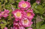 Magnifica rose photo