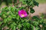 R. rugosa regeliana rose photo