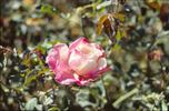 Socrates rose photo