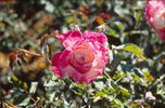 Socrates rose photo