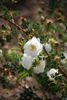 R. wallensis rose photo