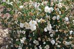 R. wallensis rose photo