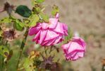 Freund Pilz rose photo