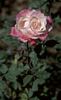 Socrate rose photo