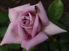 Salzaquelle rose photo