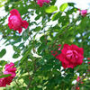Beni-Hamanashi rose photo