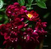 Gruss an Freundorf rose photo