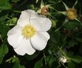 Rosa virginiana alba rose photo