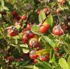 Rosa virginiana alba rose photo