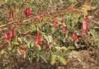 <i>Rosa wardii</i> Mulligan var. <i>culta</i> rose photo