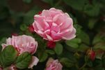 Anneke Doorenbos rose photo