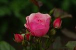 Anneke Doorenbos rose photo