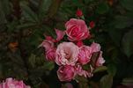 Anneke Doorenbos rose photo