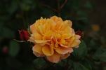 Gold Topaz rose photo