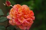 Gold Topaz rose photo
