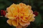 Gold Topaz rose photo
