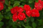 Orange Miss Edith Cavell rose photo