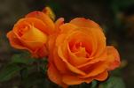 Razzle Dazzle rose photo