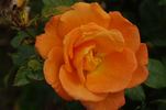 Razzle Dazzle rose photo