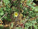 <i>Rosa alabukensis</i> Tkatsch. rose photo