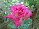 Lobo rose photo