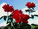 Acadia rose photo