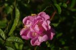 Arndt rose photo