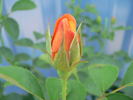 Sunglow rose photo