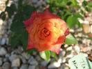 Tulsa Town rose photo
