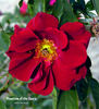 Phantom of the Opera rose photo