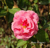 Bonnie Maid rose photo