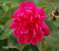 Bacchus rose photo