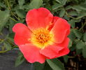 Canzonetta rose photo