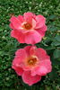 Canzonetta rose photo