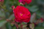 Rouge rose photo