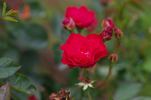 Rouge rose photo