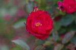 Rouge rose photo