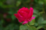 Sensation rose photo