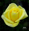 Skyline rose photo