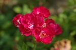 Arras rose photo