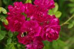 Arras rose photo
