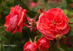 Belinda rose photo