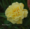 Dries Verschuren rose photo