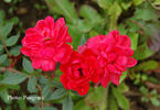 Roter Zwerg rose photo