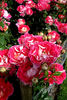 Malandi rose photo