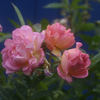 Joanne de Féligonde rose photo