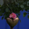 Joanne de Féligonde rose photo